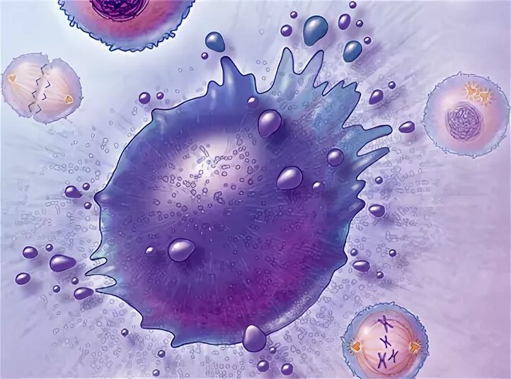 Разрушение клеток латынь. Строение клетки на английском языке. Строение клетки на английском языке. Морфологические стадии апоптоза. Разрушение клеток латынь.