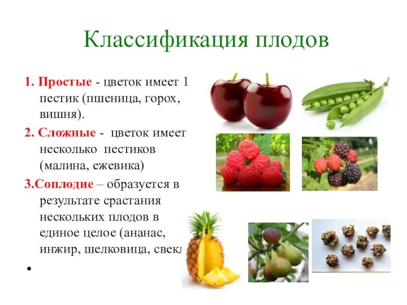 Выберите несколько вариантов плоды растений