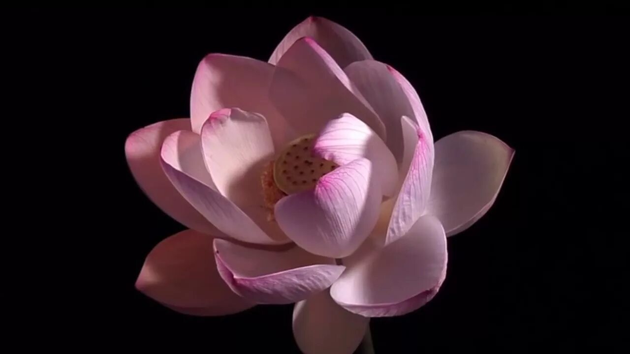 Распускающийся бутон. Музыка распускающийся цветок. Музыка распускающийся цветок. Распускающиеся цветы на прозрачном фоне. Футаж цветы распускаются.