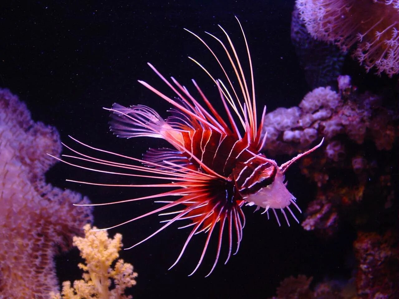 Chelmon rostratus. крылатка-зебра ядовитая. центропиг королевский. симметрия рыб. красное море скат орляк.