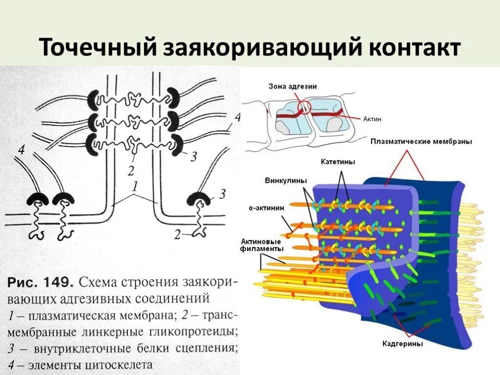 Изолирующий контакт. Схемы межклеточных соединений. Строение межклеточных контактов. Типы межклеточных контактов гистология. . Схема строения межклеточных контакто.