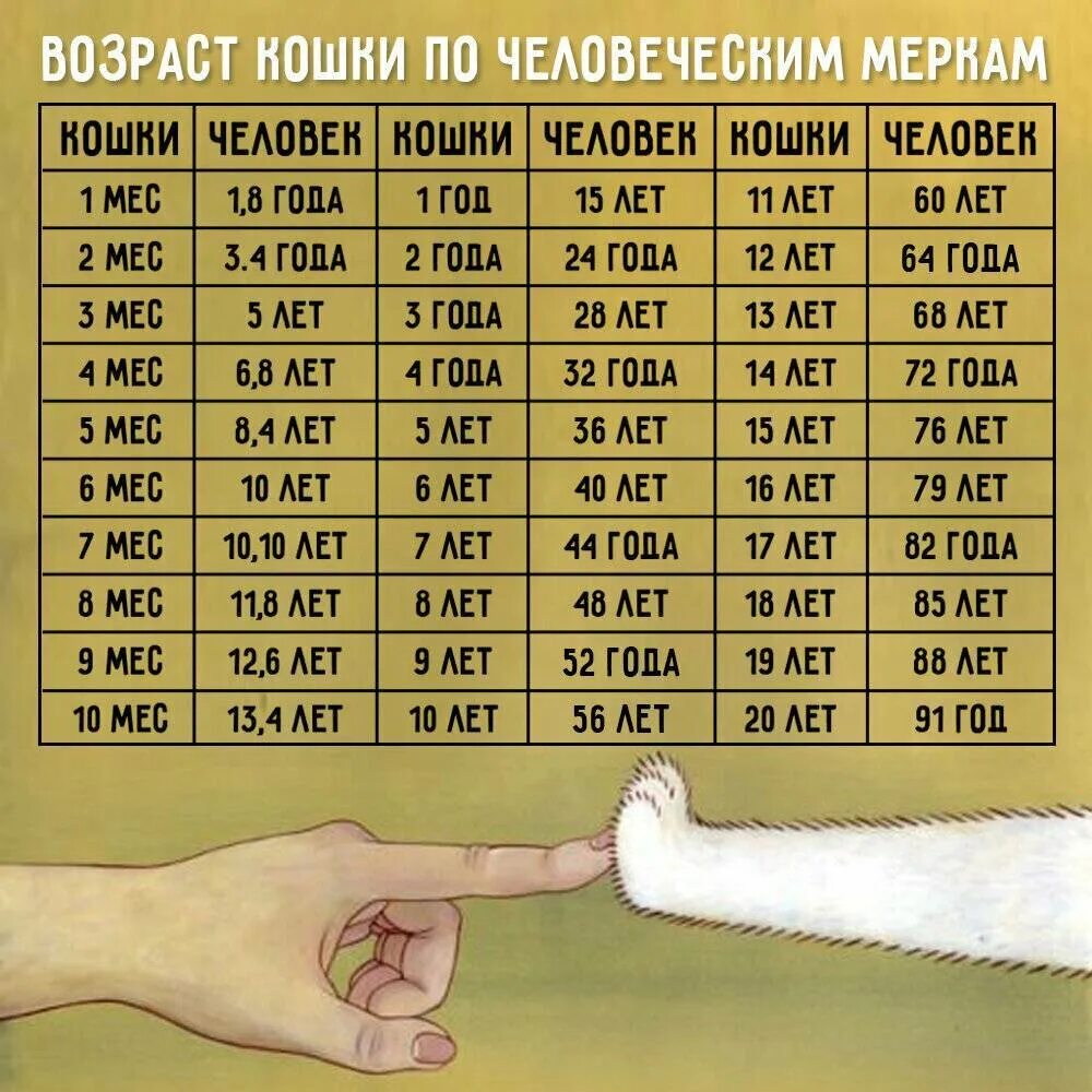 Возраст кошек на человеческий