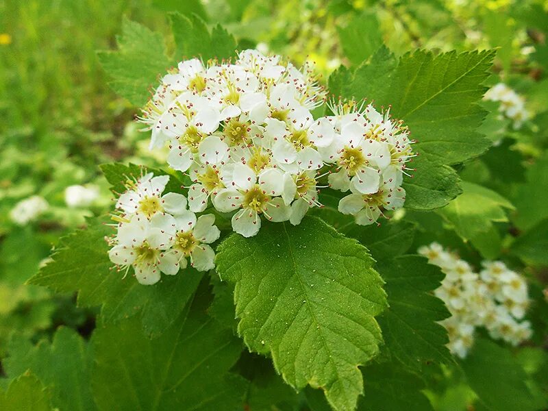 боярышник крупноколючковый crataegus macracantha. боярышник максимовича - crataegus maximowiczii g. боярышник максимовича куст. Crataegus maximowiczii. боярышник максимовича.