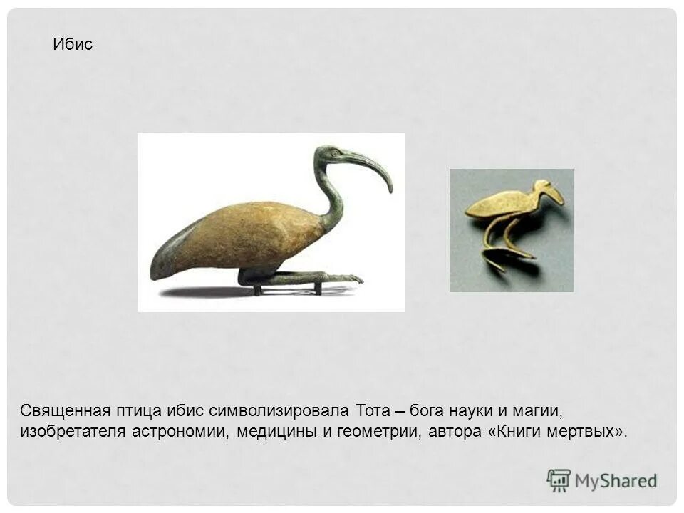 про докторов ибис