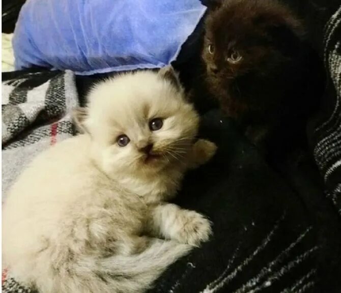 Сколько котята привыкают к новому дому. Сколько коты привыкают к новому коту. сколько котёнок привыкает к новому дому и хозяевам. через сколько кошка привыкнет к новому дому. как долго котик привыкает к новому дому.