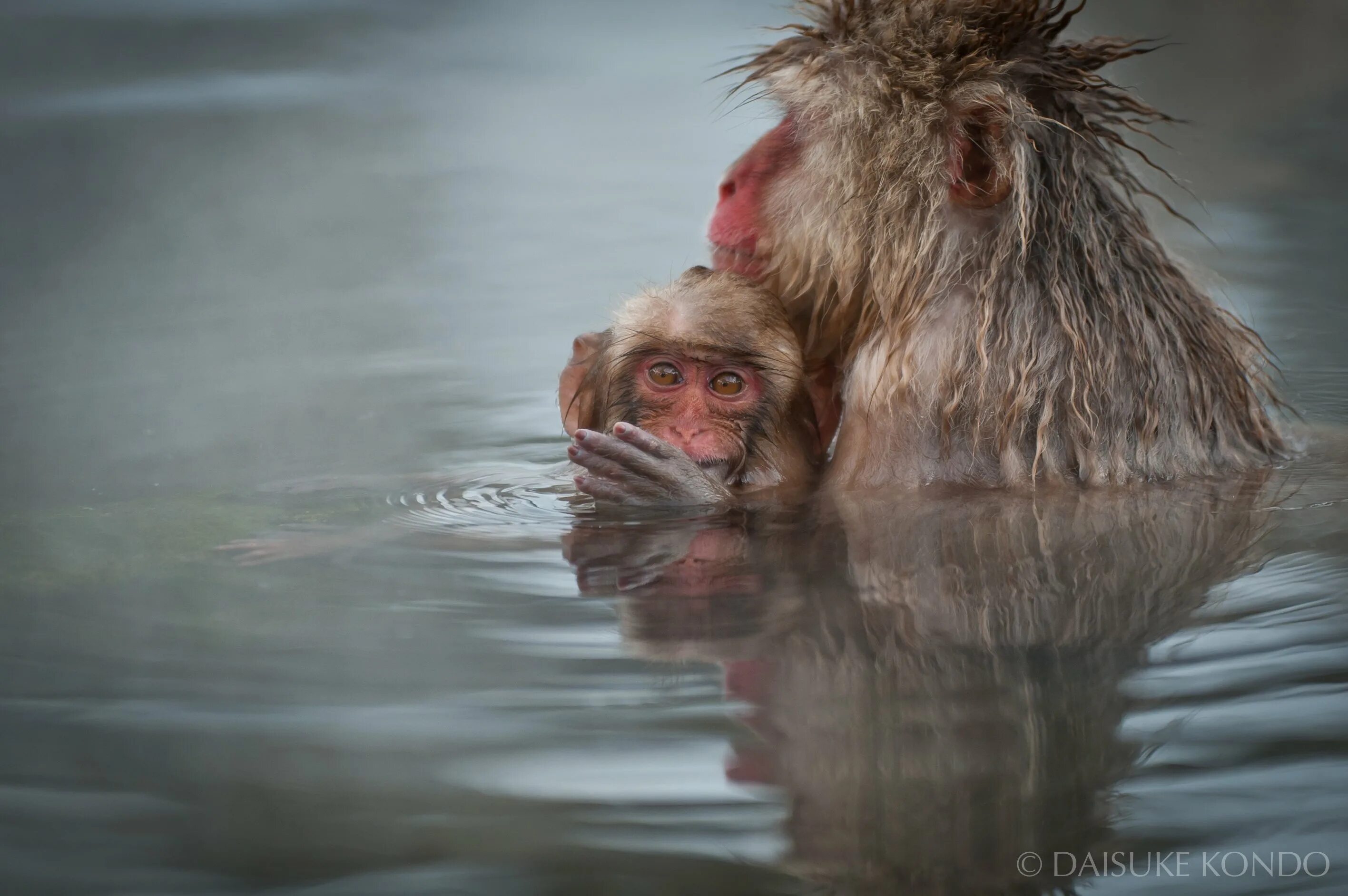 Обезьяна в воде. Мартышки в горячем источнике. Снежные обезьяны в горячих источниках. Обезьяны в горячих источниках. Макака япония горячий источник.
