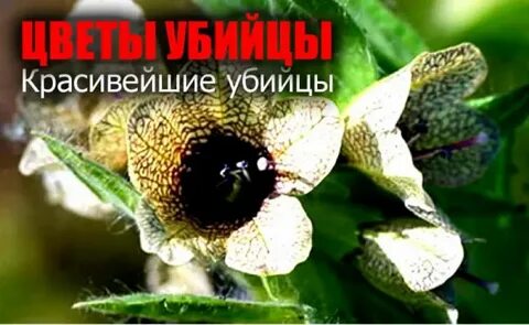 Цветы убийцы в доме