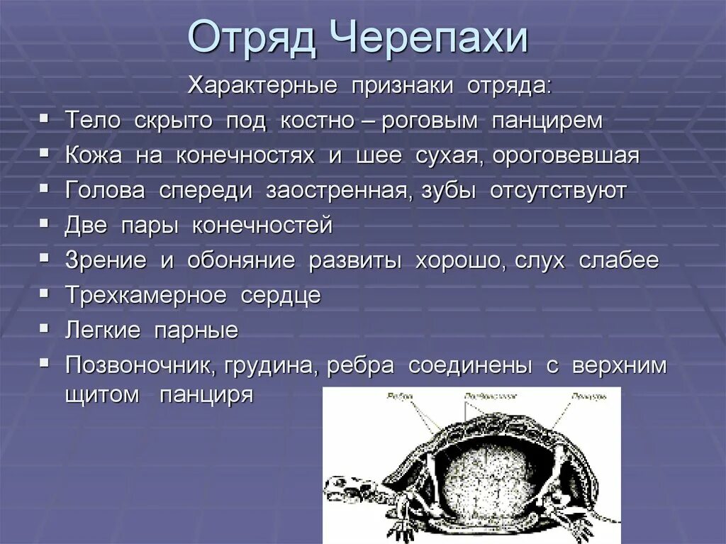 Признаки класса черепахи. Особенности строения отряда черепах. Общая характеристика отряда черепах. Отряд черепахи общая характеристика. Характеристика отряда черепах.