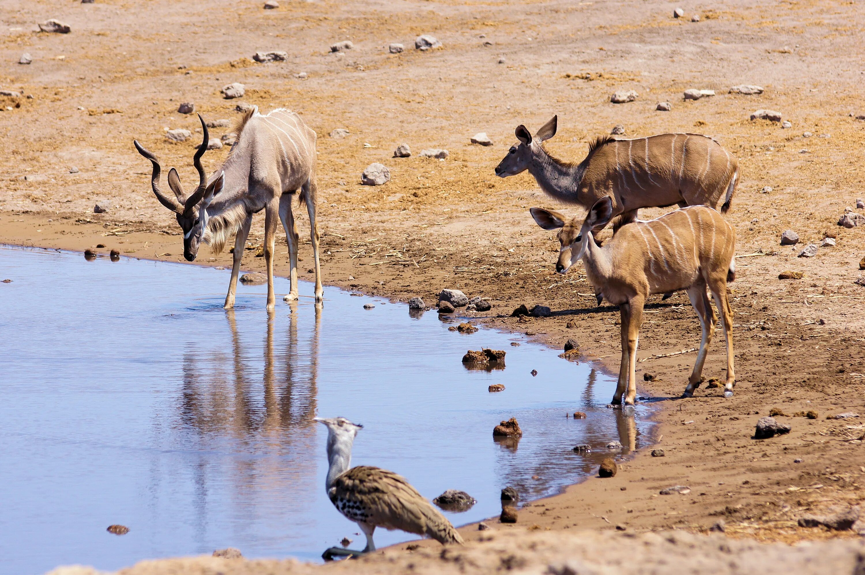 Антилопы пустыни Намиб. Фауна пустынь Африки. Пустыня Намиб фауна. Животный мир пустыни Африки.
