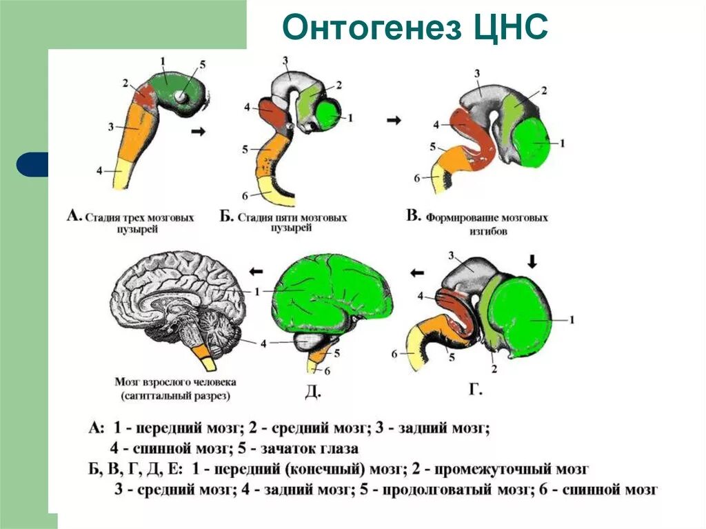 Филогенез мозга. Основные этапы онтогенеза центральной нервной системы. Схема основных этапов онтогенеза нервной системы. Схема развития головного мозга в онтогенезе. Схема развития головного мозга человека фронтальный разрез.