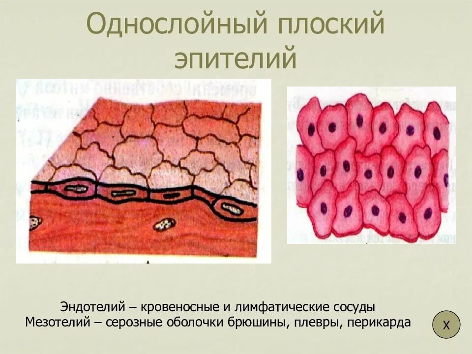 Однослойный мезотелий. Однослойная эпителиальная ткань рисунок. Однослойный плоский эпителий мезотелий. Однослойный плоский эпителий рисунок. Эндотелий эпителий эпителиальная.