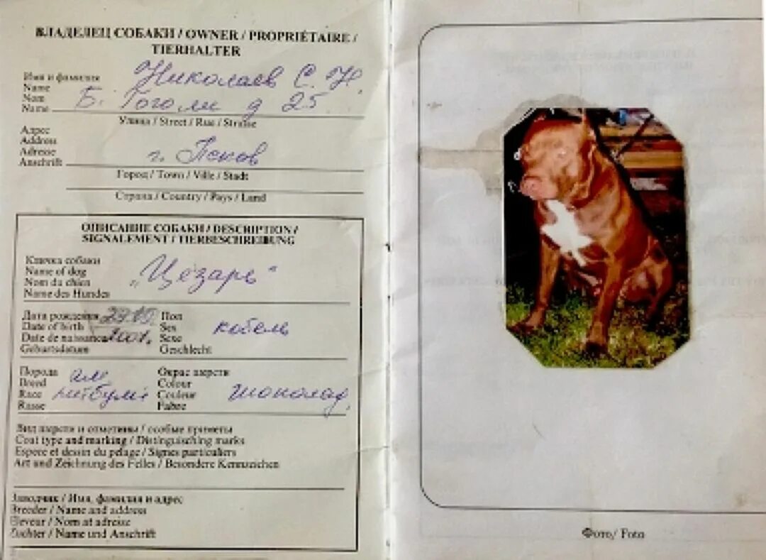 Ветпаспорт чихуахуа. Заполнение ветпаспорта на собаку. Животные без документов