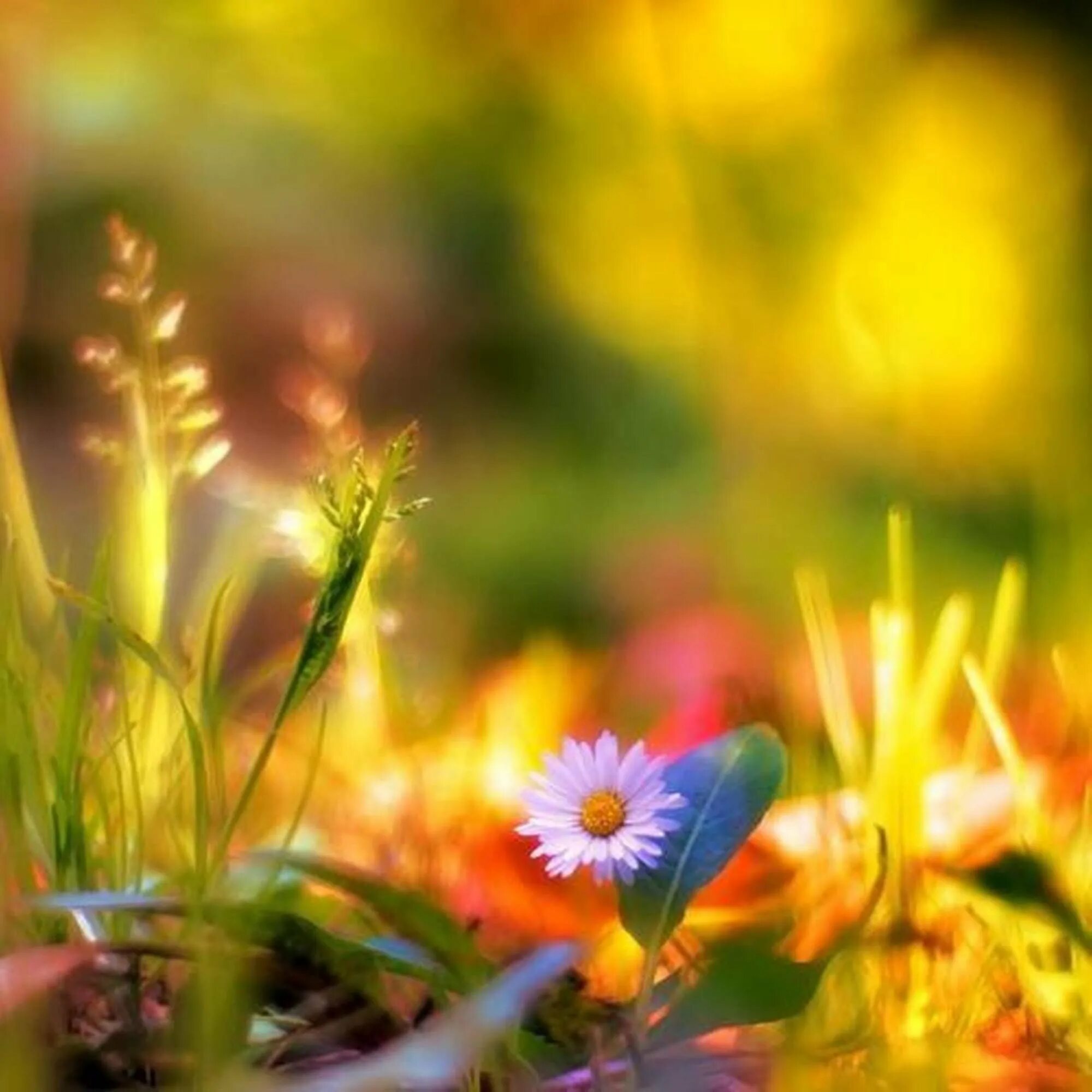 Цветы на рассвете. Солнечного дня и отличного настроения. Солнце небо цветы. Мавританский газон цветущее лето. Цветы и солнце.