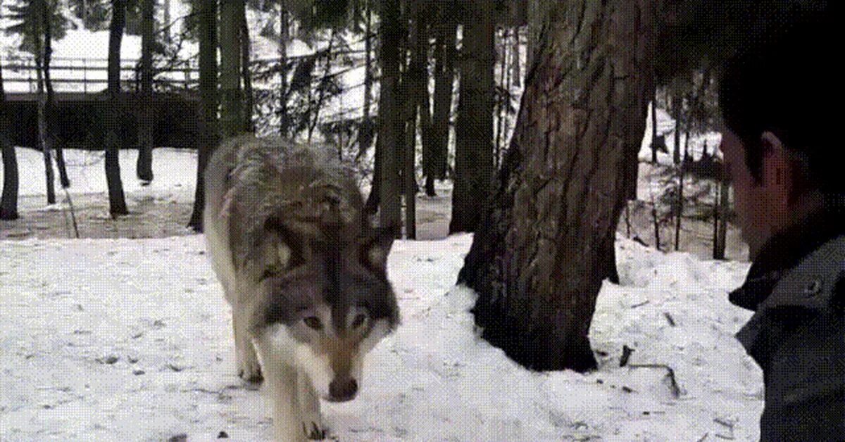 Волк кусает человека. Волк gif. Волки кусаются. Охота на Волков гиф.