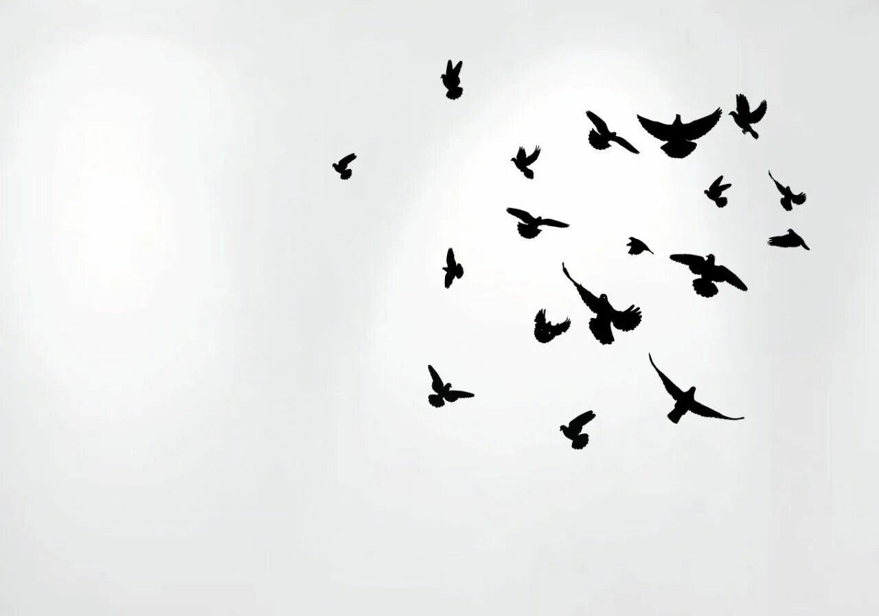 Птицы в небе. Стая птиц. Силуэт птицы. Силуэты птиц в небе.