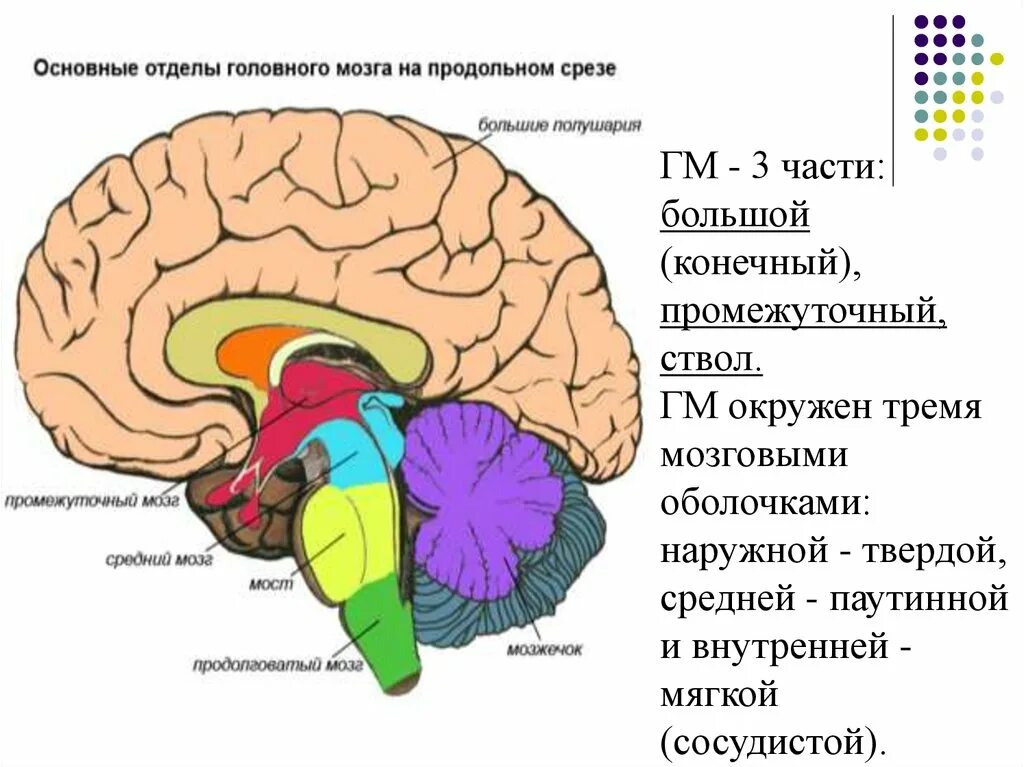 Структуры головного мозга. Рефлексы переднего мозга. Большие полушария рефлексы. Большие полушария переднего мозга.