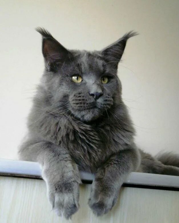 Котята мейн кун красный солид. Мейн кун солид. Мейн кун голубой солид. Голубой мейн кун. Голубой солидно мейнкун.