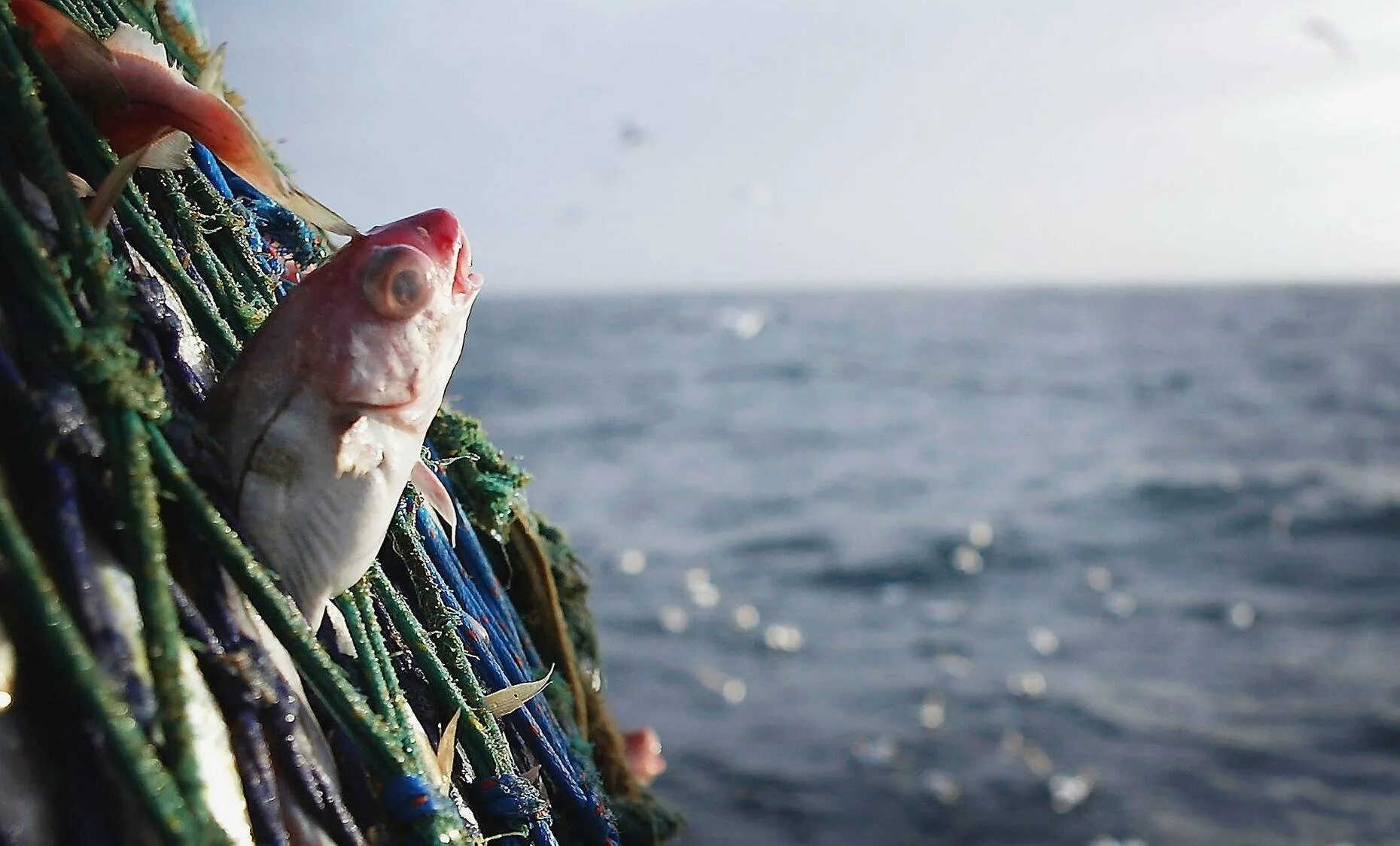 Лови проблемы. Рыболовство. Морское рыболовство. Ловля рыбы в океане. Рыбный промысел.