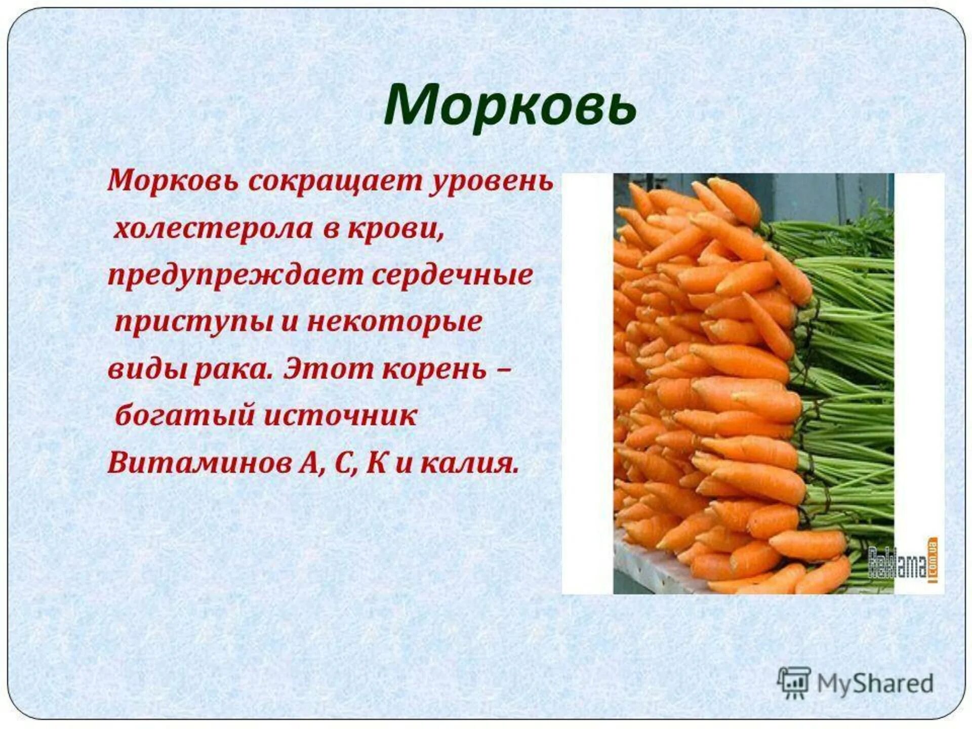 Морковь. Родина моркови. Доклад про морковь. Витамины в моркови.