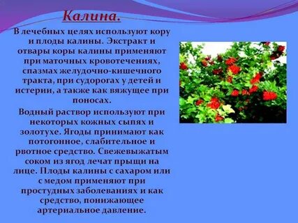 Стих куст