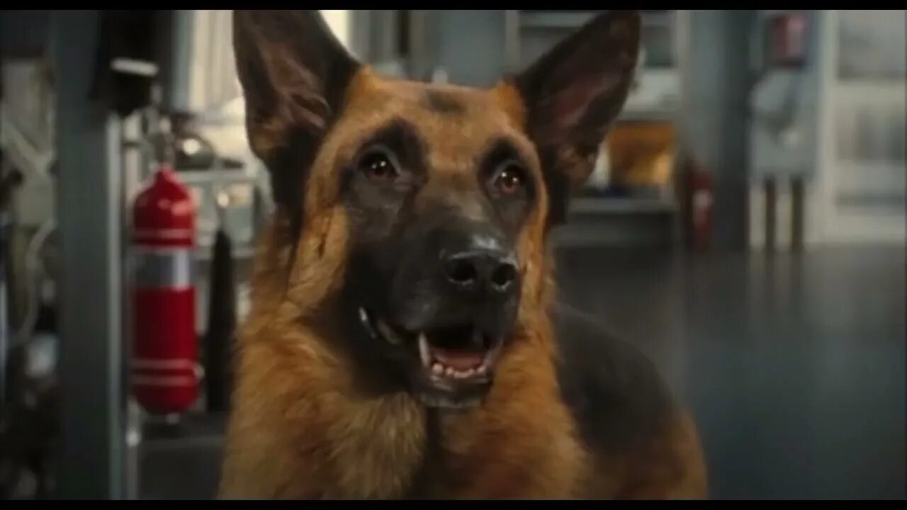 Кошки против собак месть китти. Кошки против собак 2001. Перец против собак. Против собак 4. Против собак 4.