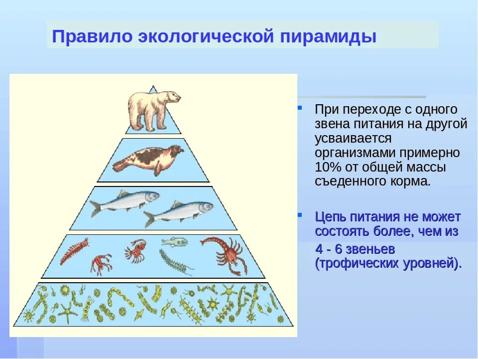 Упрощенная экологическая пирамида чисел. Экологическая пирамида биогеоценоза. Экологическая пирамида хвойного леса. Цепи питания и экологические пирамиды. Трофическая структура водоема