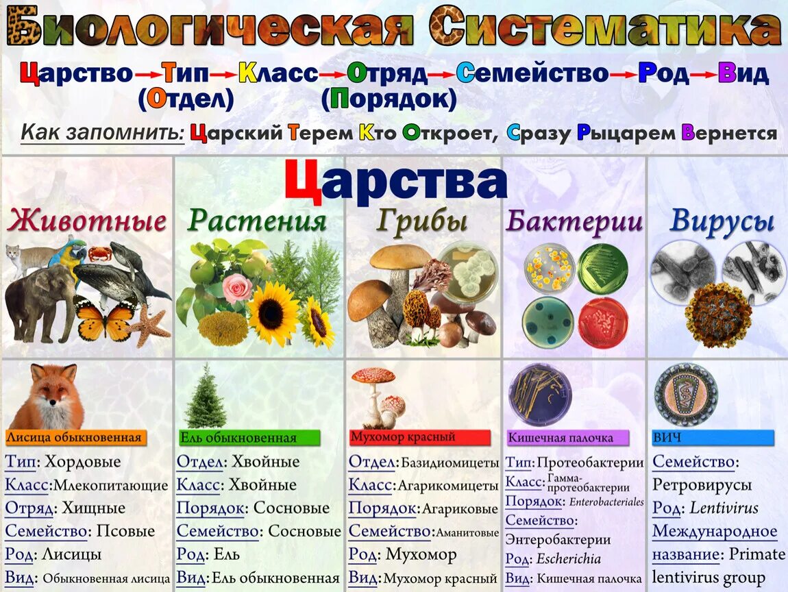 Классификация животного и растения биология 5 класс. Биология царство тип класс отряд семейство род вид. биологическая систематик. виды царств в биологии. классификация царств в биологии.