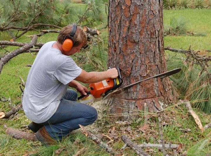 Falling Big Oak Tree with Chain Saw & Crosscut Saw - YouTube