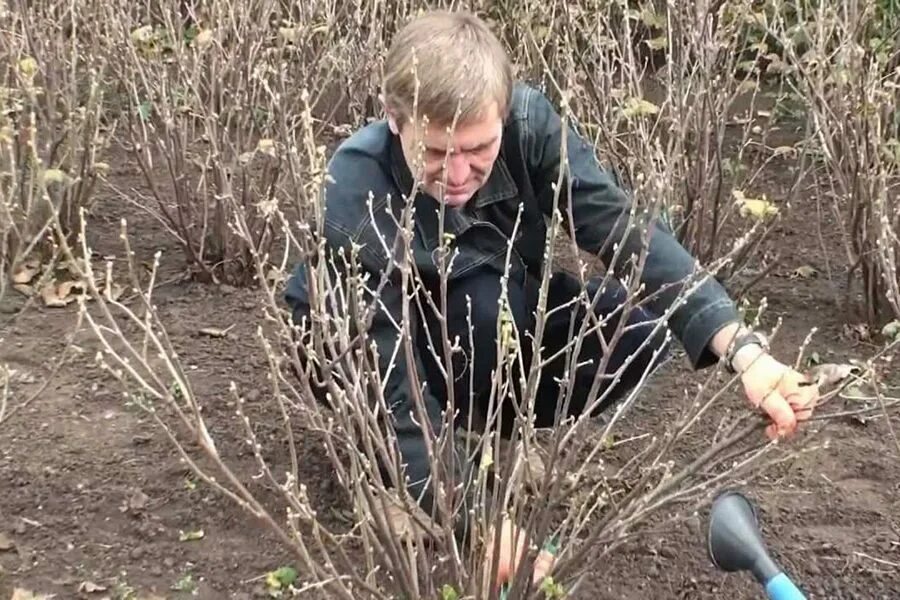 крашенное дерево. весенняя побелка плодовых деревьев. побелка деревьев на даче. посадка деревьев и кустарников. человек прячется в кустах.