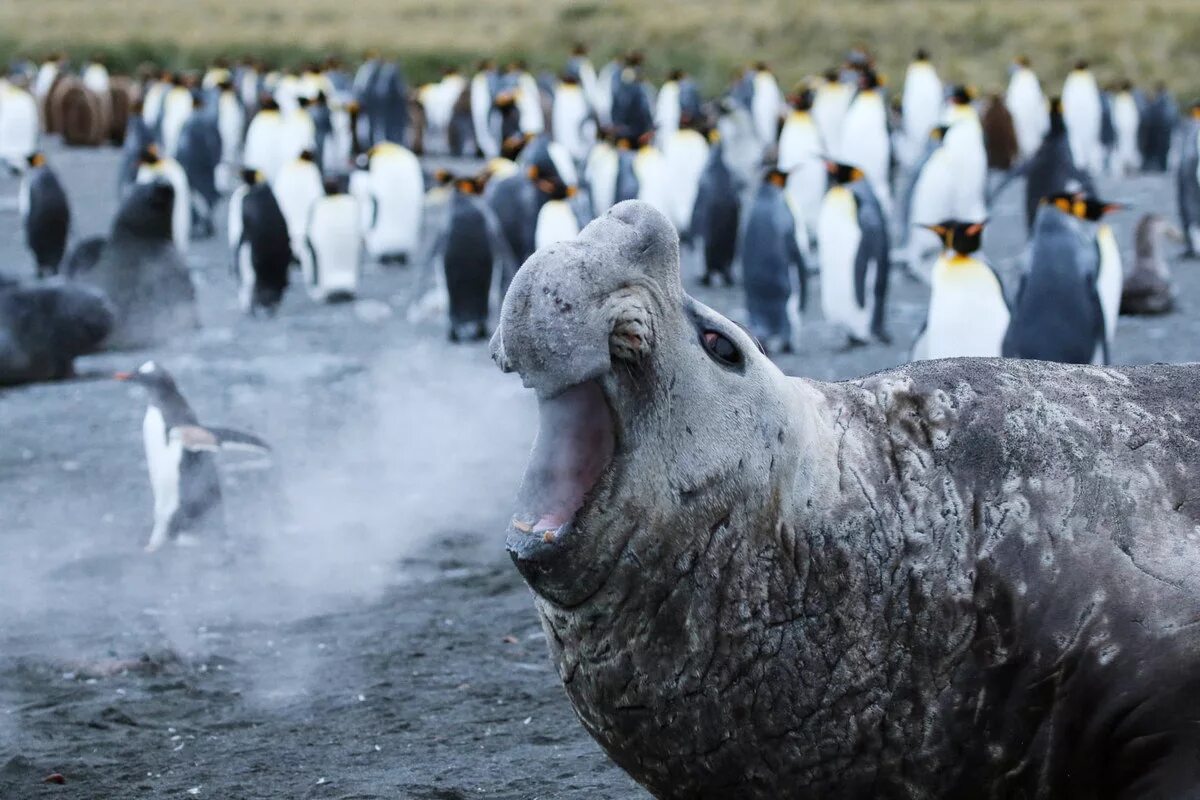 Обитатели 2018. Смешные фото. Конкурса comedy Wildlife Photography Awards. Смешные фото дикой природы. Смешные фото года.