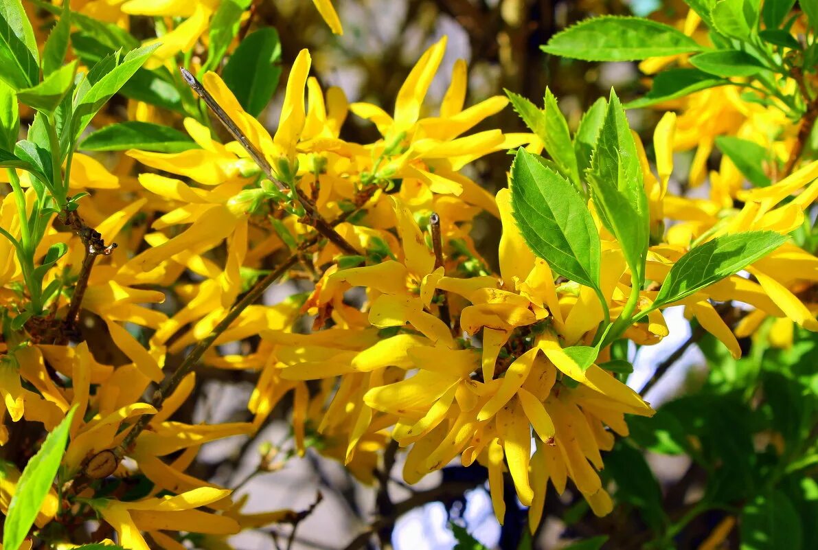 Форзиция норзен сан описание. Форзиция сорта. Форзиция промежуточная линвуд. Форзиция пониклая "forsythia suspensa". Форзиция интермедиа.