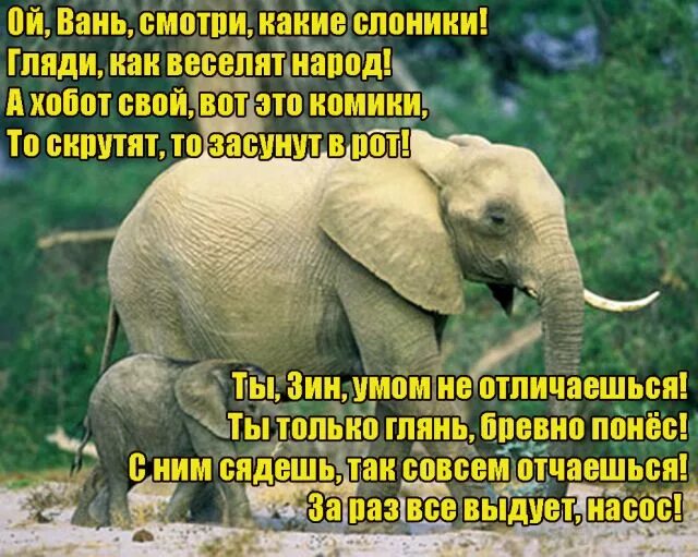 Держи баланс слоники