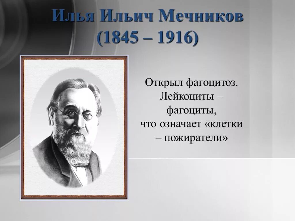 Какое явление открыл мечников. Мечников открытия.