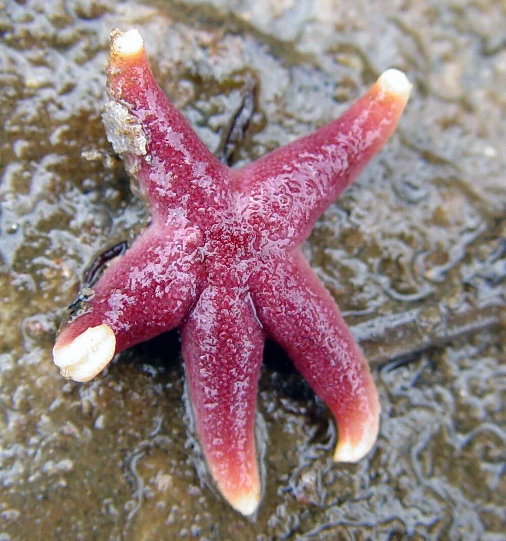 Морская звезда ответы. Иглокожие морские звезды. Иглокожие Echinodermata. Красная морская звезда Echinaster sepositus. Круглая морская звезда.