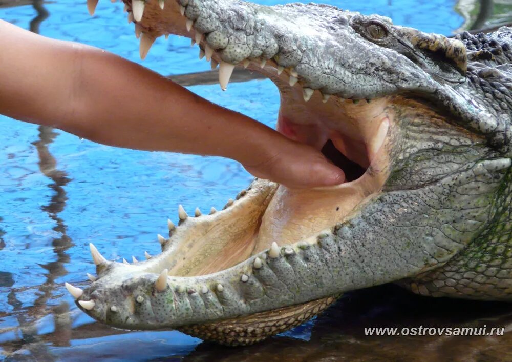 Крокодилы открывают рот. Пасть крокодила.