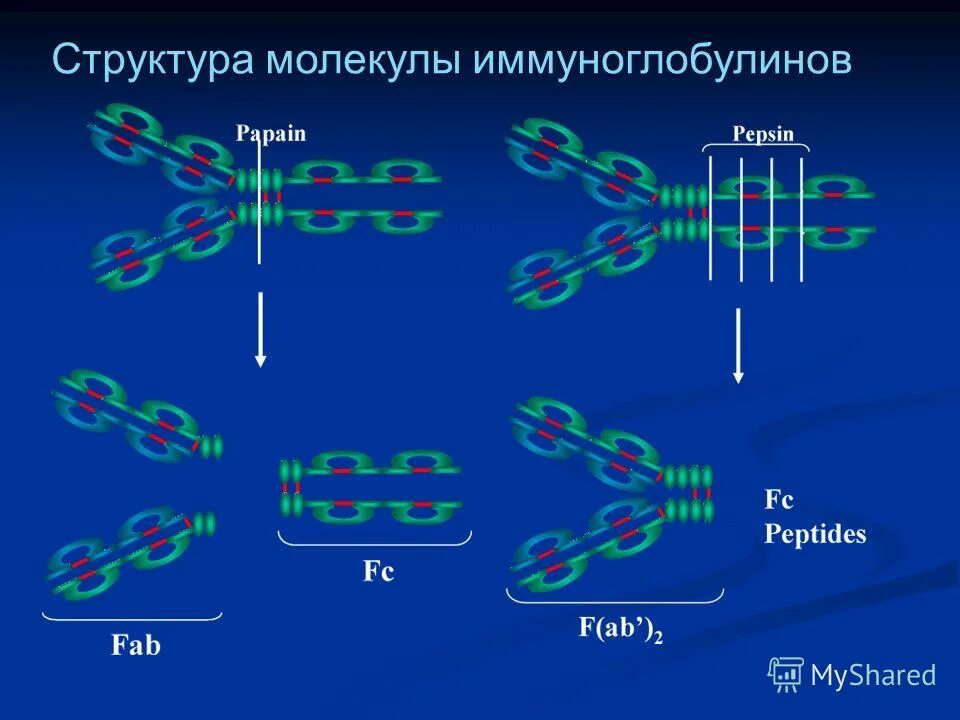 Панель иммуноглобулинов