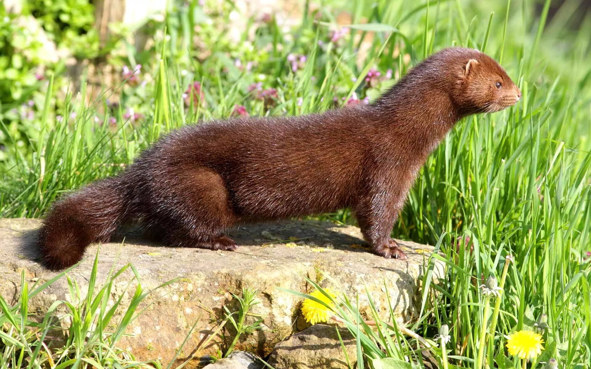 Европейская норка (Mustela lutreola). Европейская норка Mustela lutreola (Linnaeus, 1761). Американская норка (Mustela Vison). Кавказская европейская норка (Mustela lutreola turovi).