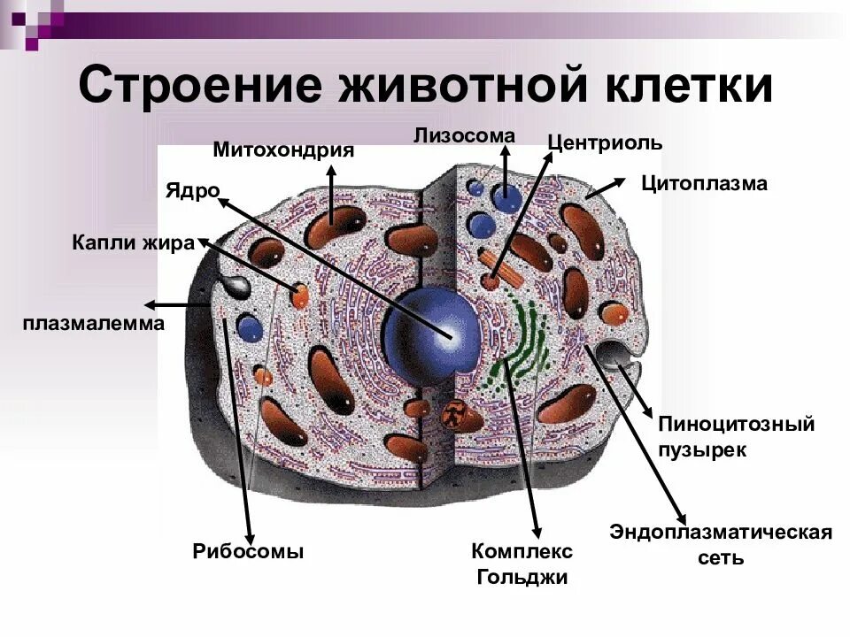 Хлоропласты ядро митохондрии лизосомы. Строение животной клетки рисунок. Строение животнойной клетки 8 класс. Схема строения животной клетки. Строение живой клетки.