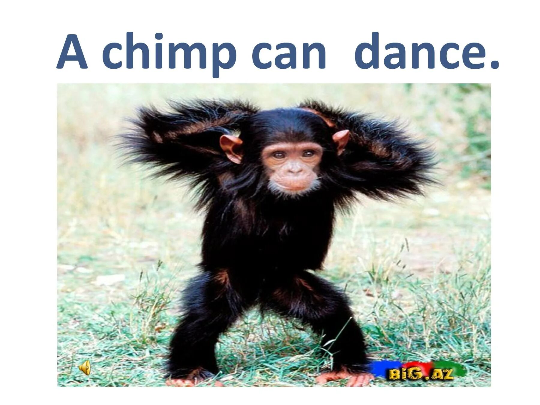 Chimp can Dance. Рисунок a Chimp can Dance. Для английского языка Chimp. Chimp спотлайт.