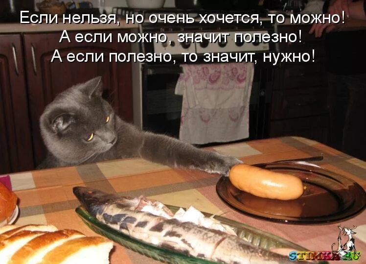 В гости без мамы. Коты и сосиски. Приколы с котами и едой. Кот с сосисками. Прикол про кошек еду.