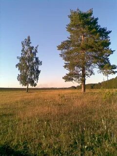 Березовая сосна