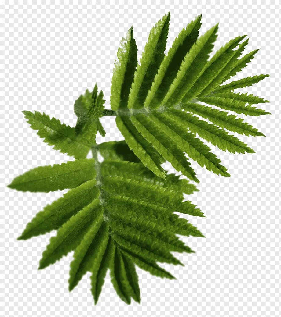 Зеленый лист. Растения с зубчатыми листьями. Живой лист растение. Живой лист растение. Каланхоэ толстянка.