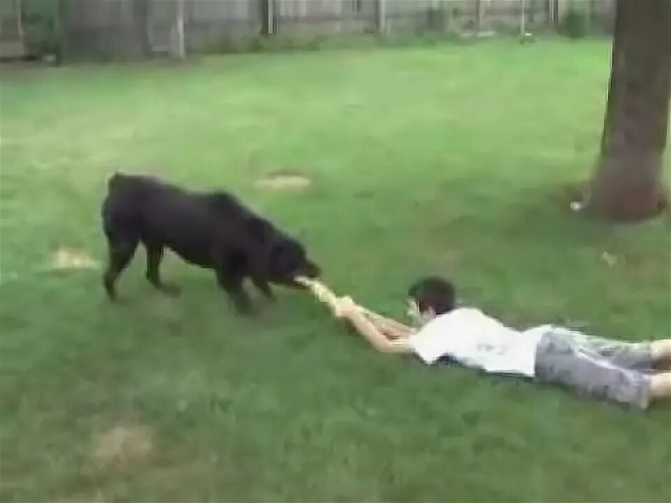 Фото пьяного мужика тащит собака. Мальчик тащит мертвого папу тц крокус