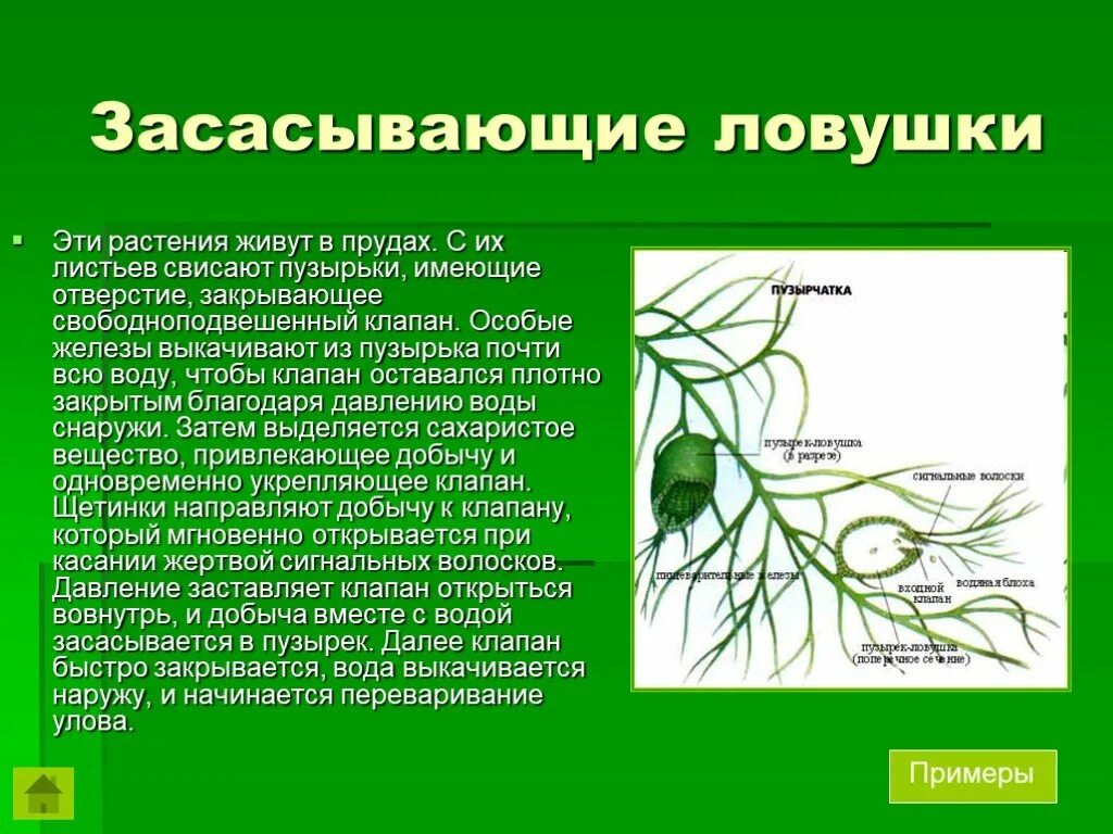 Пример сообщения по биологии