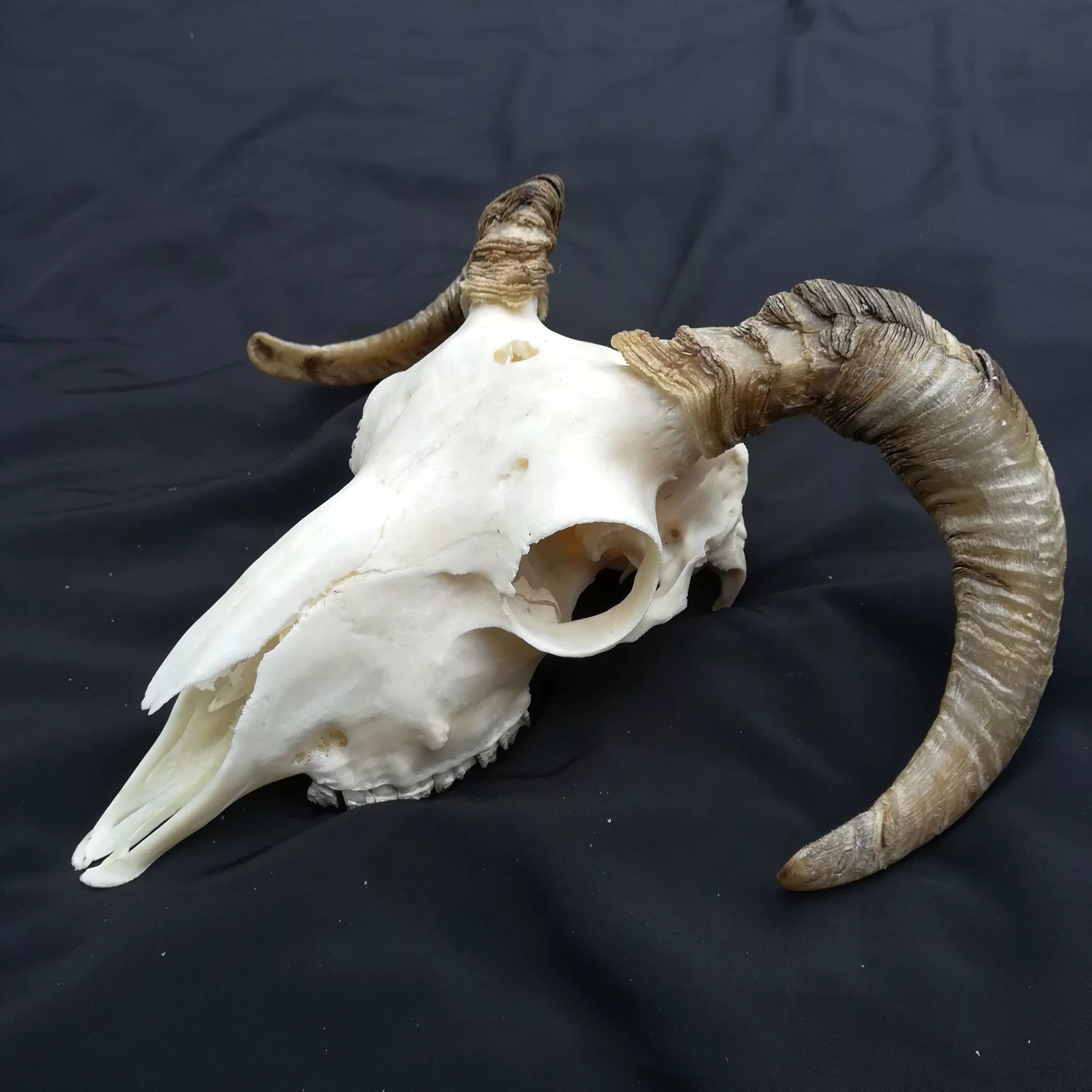 Череп существа. Удивительные черепа животных. Черепа рогатых животных.