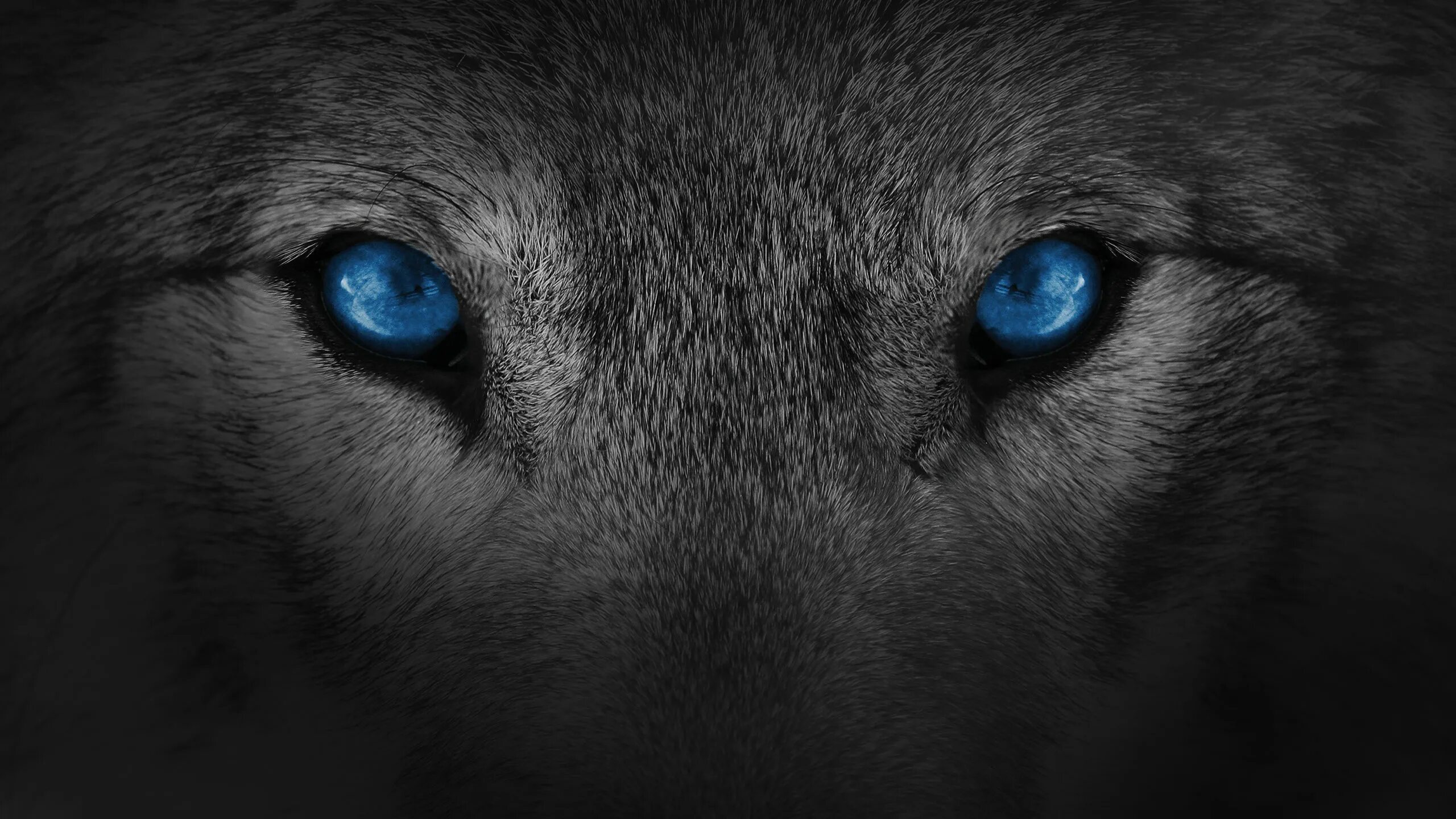 Beautiful white wolf