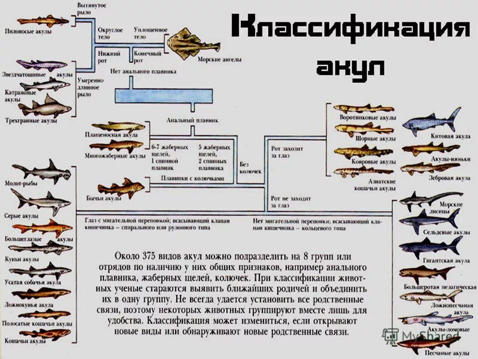 Почему акулы постоянно в движении. Рыбы постоянно возле акулы санитары. Акула чует кровь за сколько км. На каком расстоянии акула чувствует кровь.