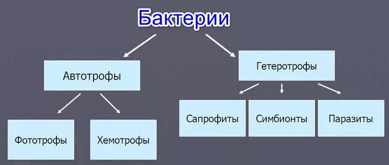 Какие различают по способу питания. Питание бактерий автотрофы. Бактерии с автотрофным типом питания это. Питание автотрофы гетеротрофы схема. Автотрофы бактерии способы питания.