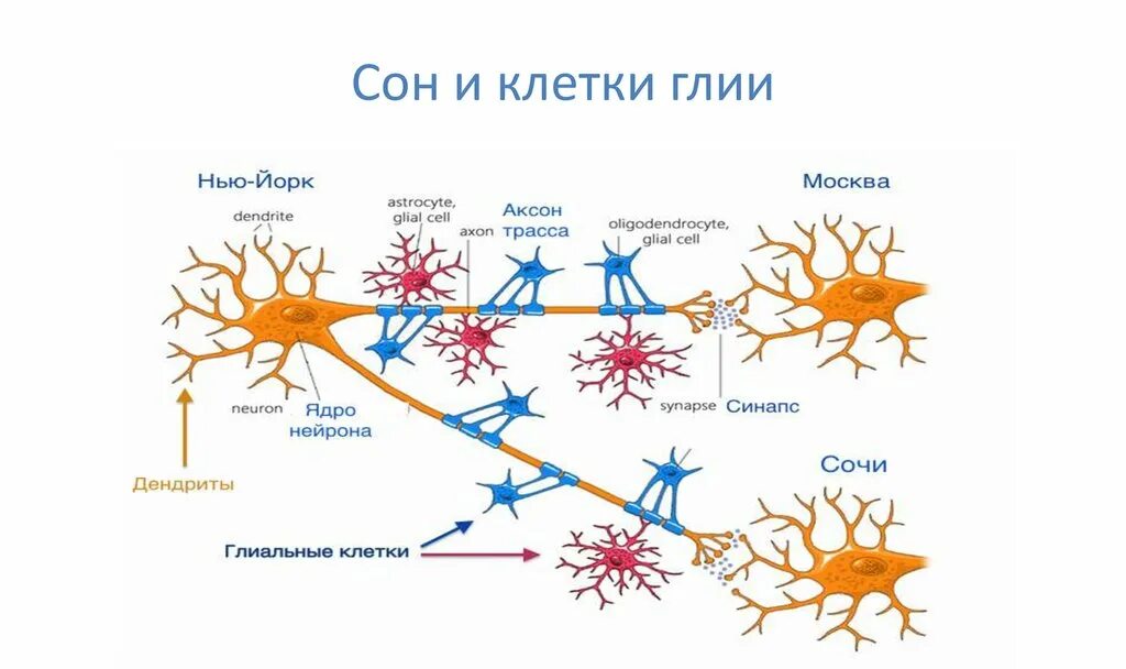 Строение глиальных клеток схема. Клетки нейроглии строение. Строение нейрона и нейроглии. Образуют опорный аппарат ЦНС клетки нейроглии.