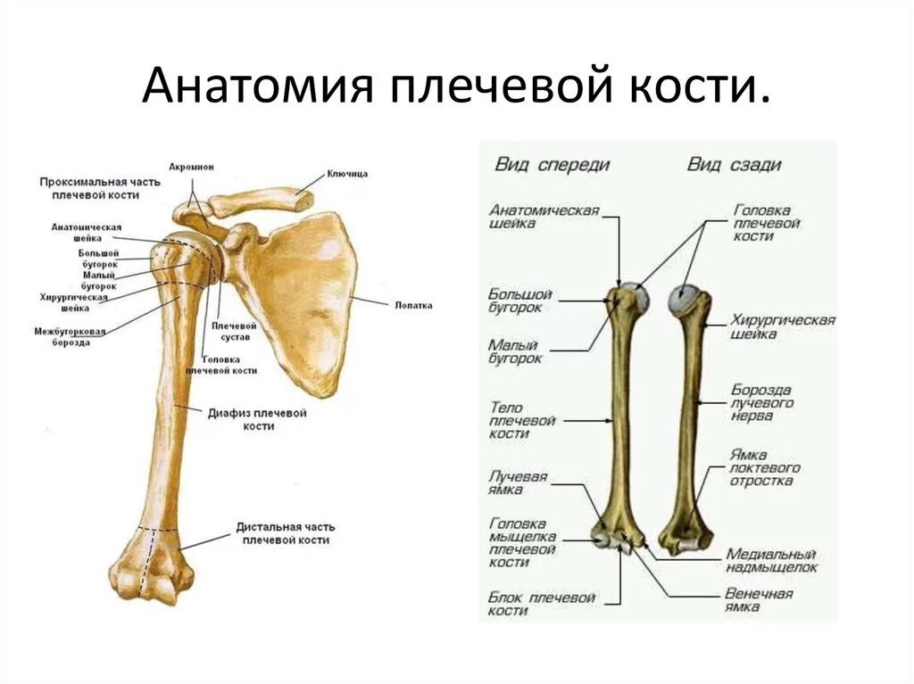 Плечевая кость строение анатомия. Плечевая кость анатомическая шейка. Плечевая кость анатомия Сапин. Строение головки плечевой кости.
